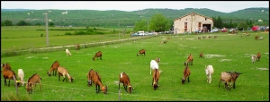 Goats near Simiane-la-Rotonde